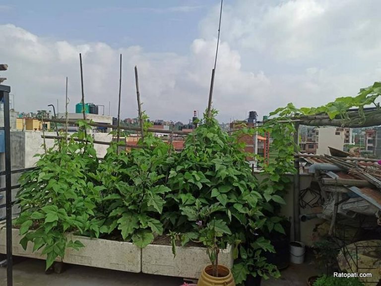 Kausi Kheti Tools in Nepal GrowBag Cocopeat Compostbin SmartKisaan