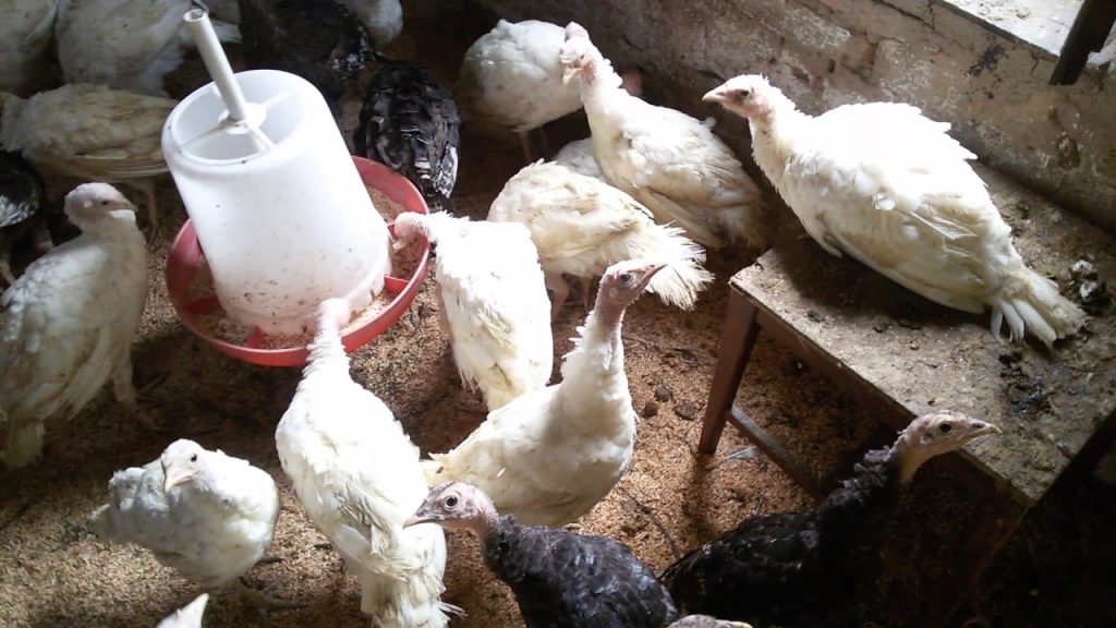 Turkey feeding